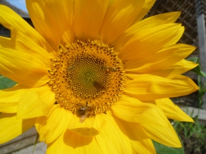 9 flower & bees